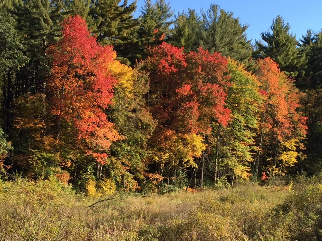 Fall Leaves 2015